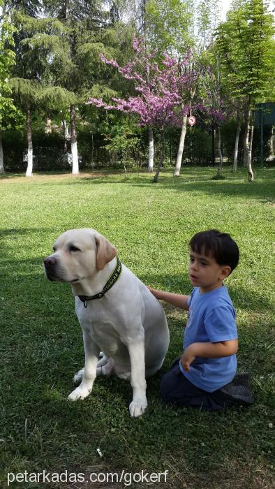 kÖpÜk Erkek Labrador Retriever