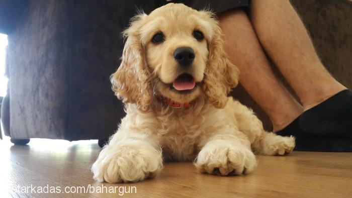 maya Dişi İngiliz Cocker Spaniel