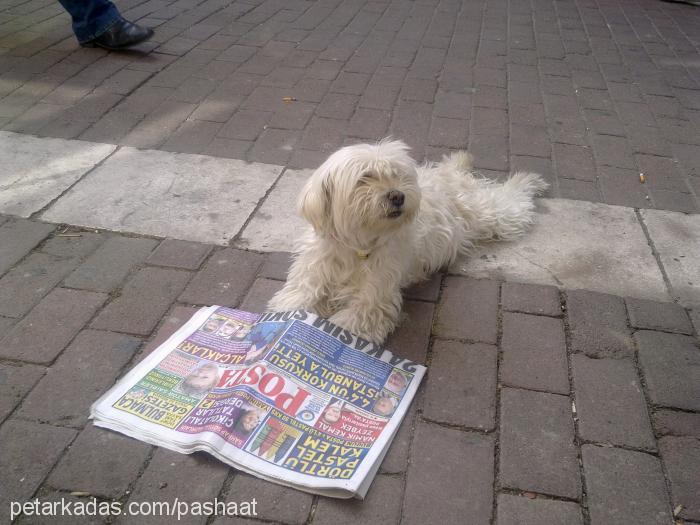 tayni Dişi Avustralya Terrier