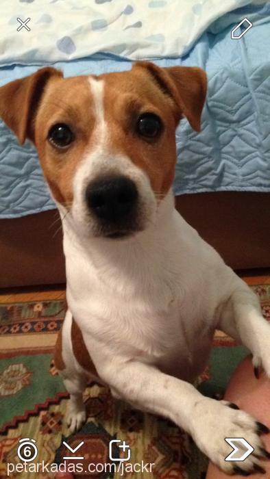 scraby Erkek Jack Russell Terrier