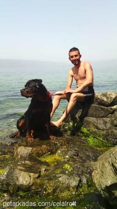 reinavonayaz Dişi Rottweiler