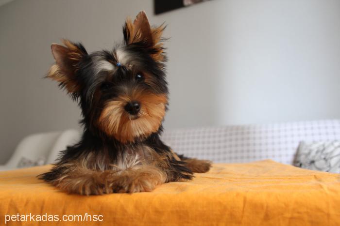 layla Dişi Yorkshire Terrier