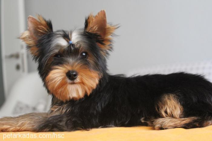 layla Dişi Yorkshire Terrier