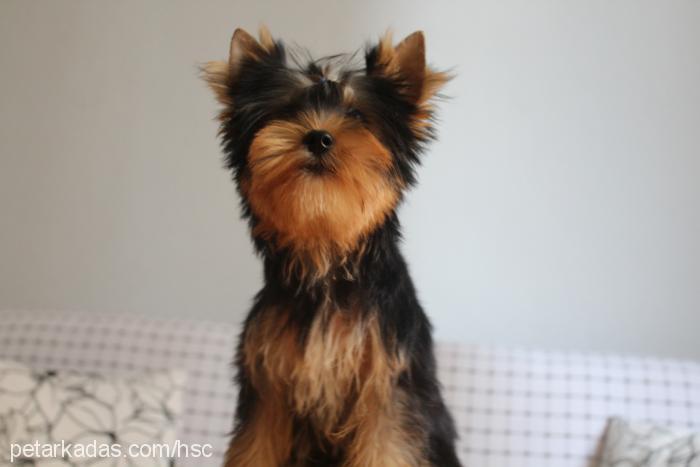 layla Dişi Yorkshire Terrier