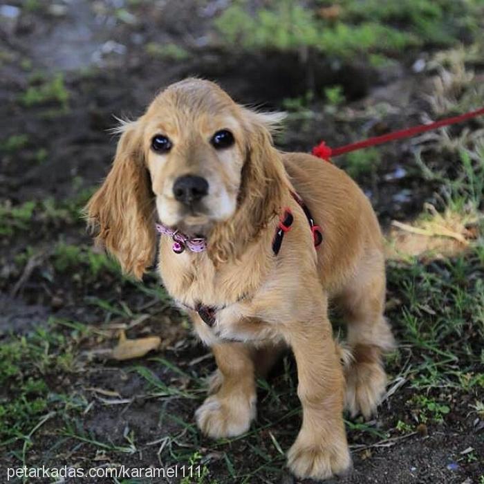 karamel Dişi Amerikan Cocker Spaniel