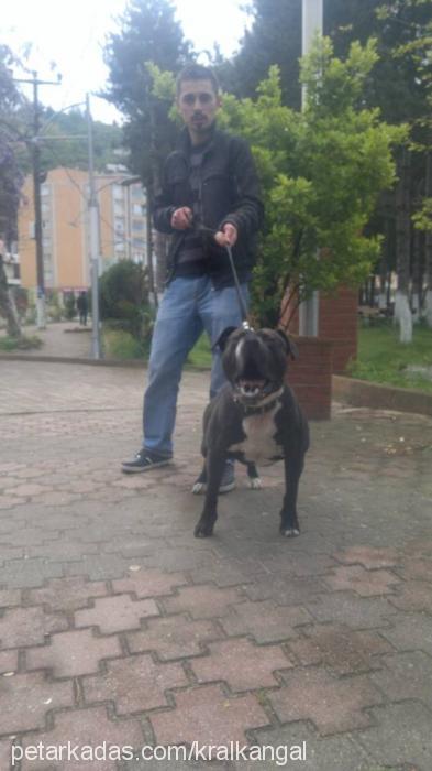 garip Erkek Amerikan Staffordshire Terrier