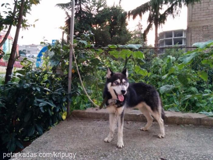 gölgekont Erkek Sibirya Kurdu (Husky)