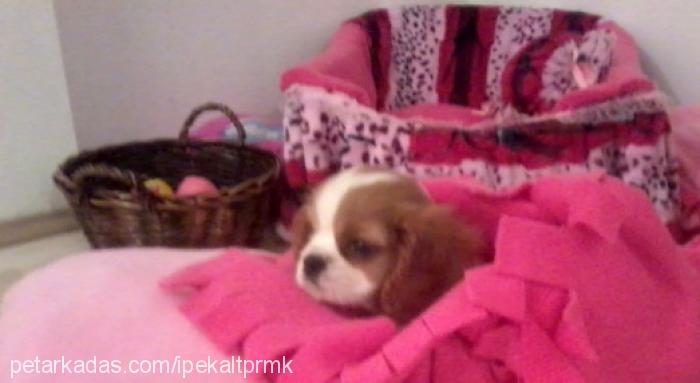 Şila Dişi Cavalier King Charles Spanieli