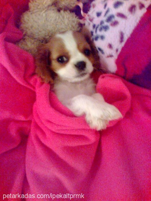 Şila Dişi Cavalier King Charles Spanieli