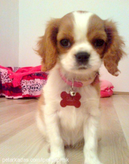 Şila Dişi Cavalier King Charles Spanieli