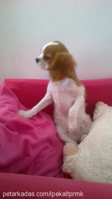 Şila Dişi Cavalier King Charles Spanieli