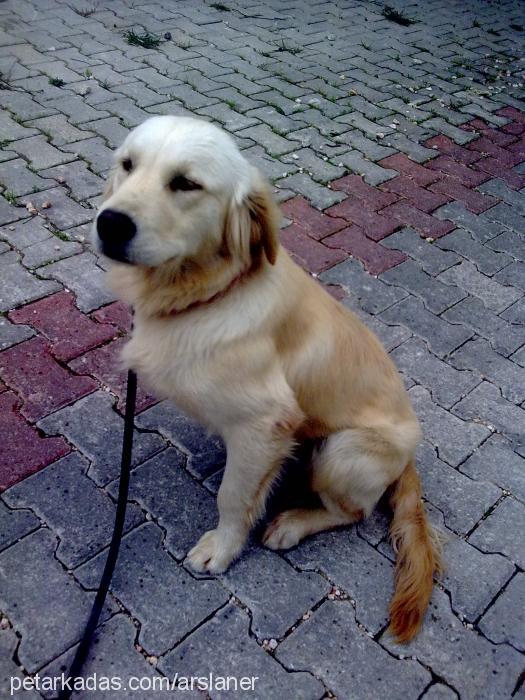 poker Erkek Golden Retriever