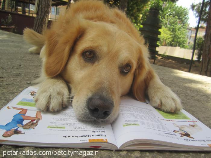 paşa Erkek Golden Retriever