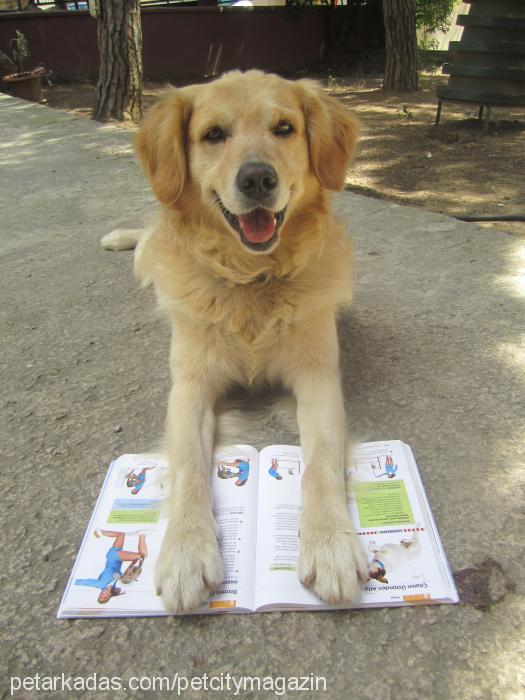 paşa Erkek Golden Retriever