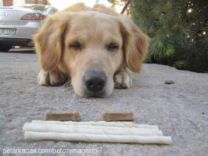 paşa Erkek Golden Retriever