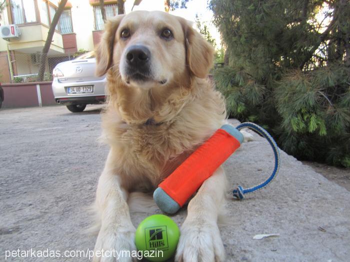 paşa Erkek Golden Retriever