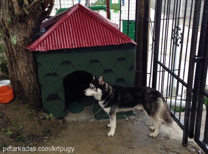 gölgekont Erkek Sibirya Kurdu (Husky)