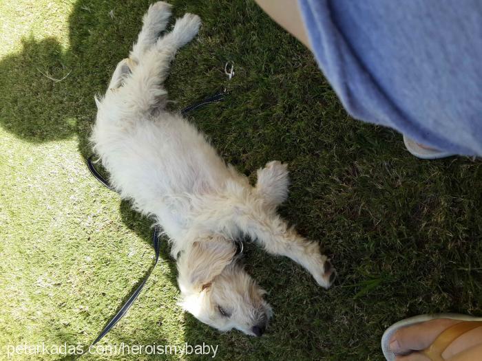 hero Erkek West Highland White Terrier