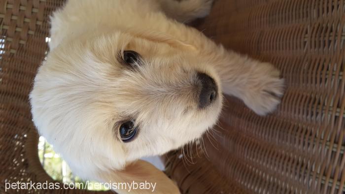 hero Erkek West Highland White Terrier