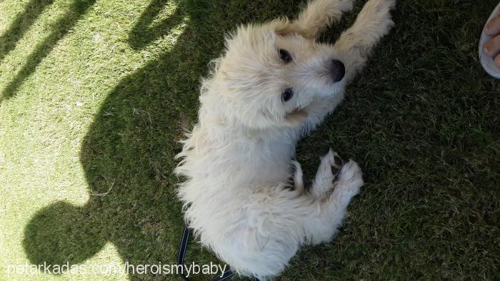 hero Erkek West Highland White Terrier