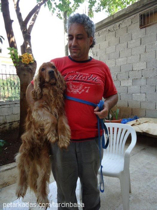 tarÇin Erkek İngiliz Cocker Spaniel