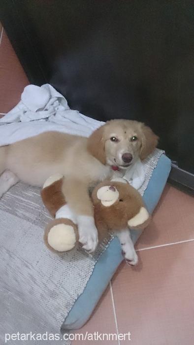 maya Dişi Golden Retriever