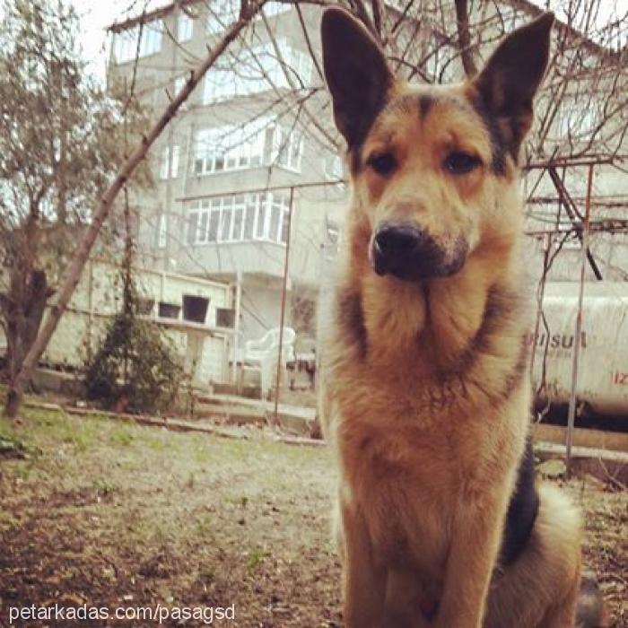 paşa Erkek Alman Çoban Köpeği