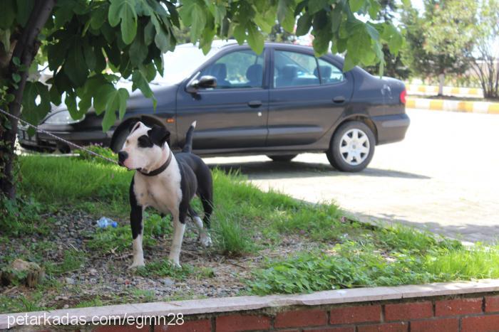 mex Dişi Amerikan Pitbull Terrier