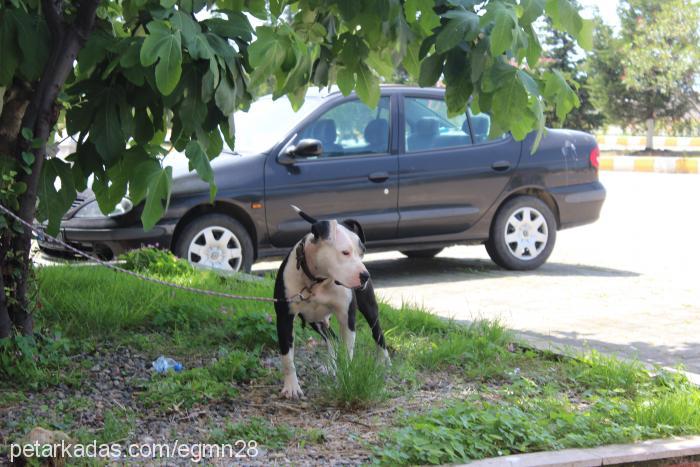 mex Dişi Amerikan Pitbull Terrier