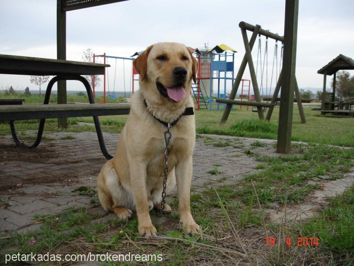 lord Erkek Labrador Retriever