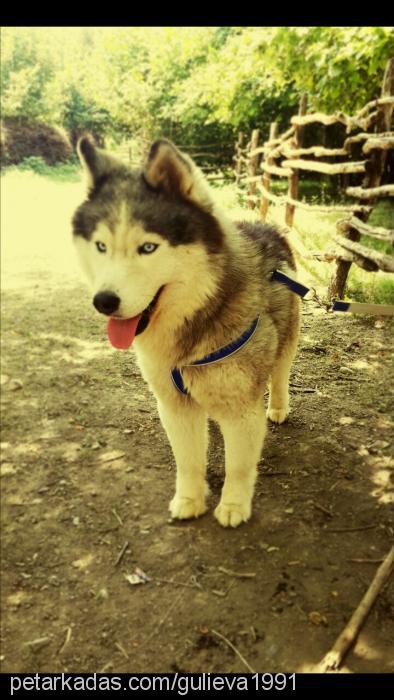 layka Erkek Sibirya Kurdu (Husky)