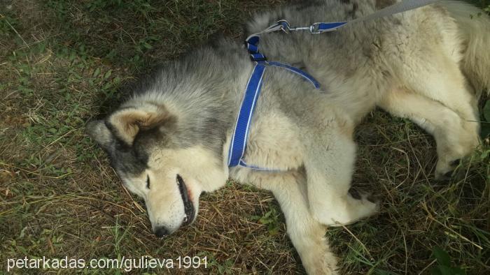 layka Erkek Sibirya Kurdu (Husky)