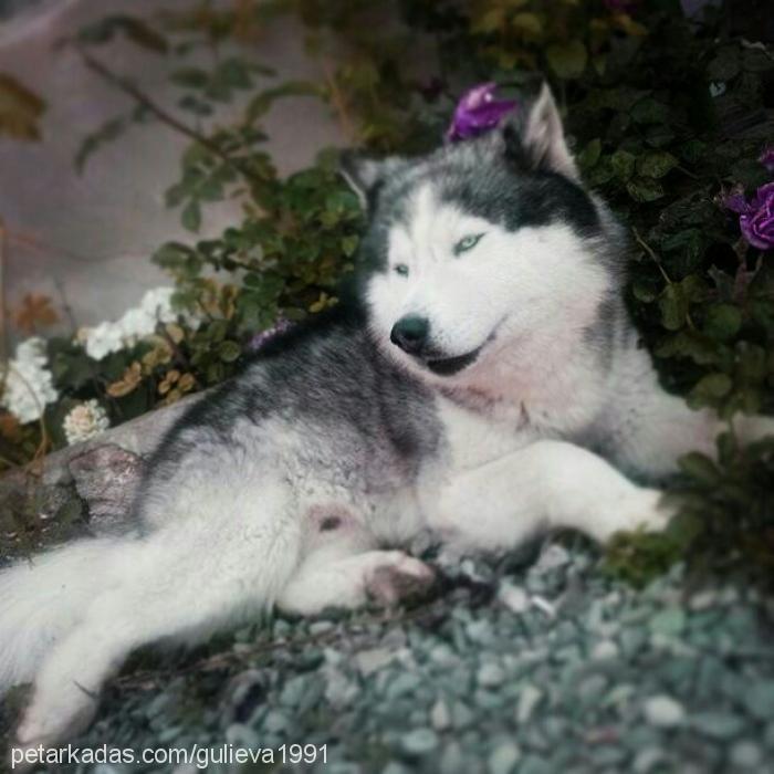 layka Erkek Sibirya Kurdu (Husky)