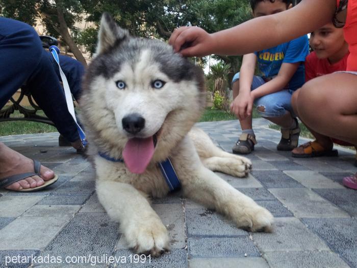 layka Erkek Sibirya Kurdu (Husky)