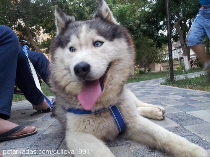 layka Erkek Sibirya Kurdu (Husky)