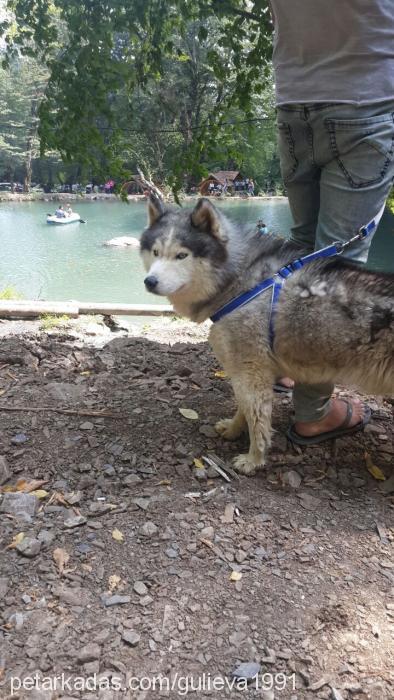 layka Erkek Sibirya Kurdu (Husky)