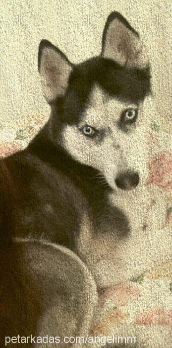 angel Dişi Sibirya Kurdu (Husky)