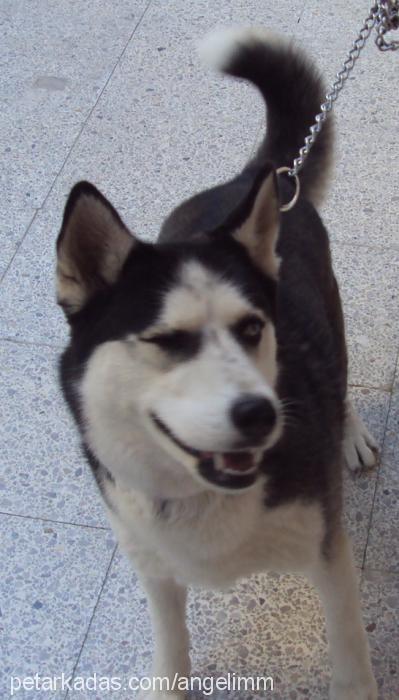 angel Dişi Sibirya Kurdu (Husky)