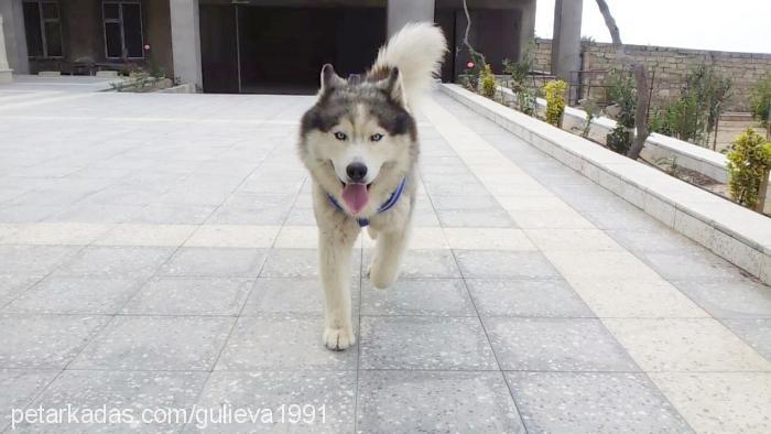 layka Erkek Sibirya Kurdu (Husky)