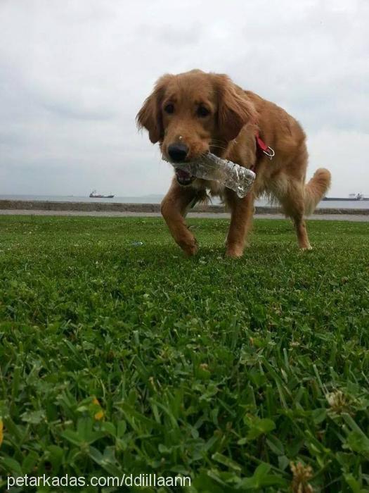 Çakil Dişi Golden Retriever