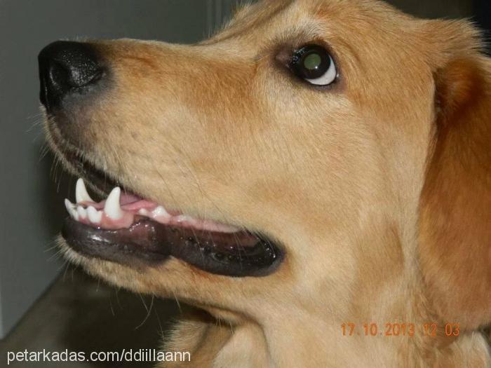 Çakil Dişi Golden Retriever