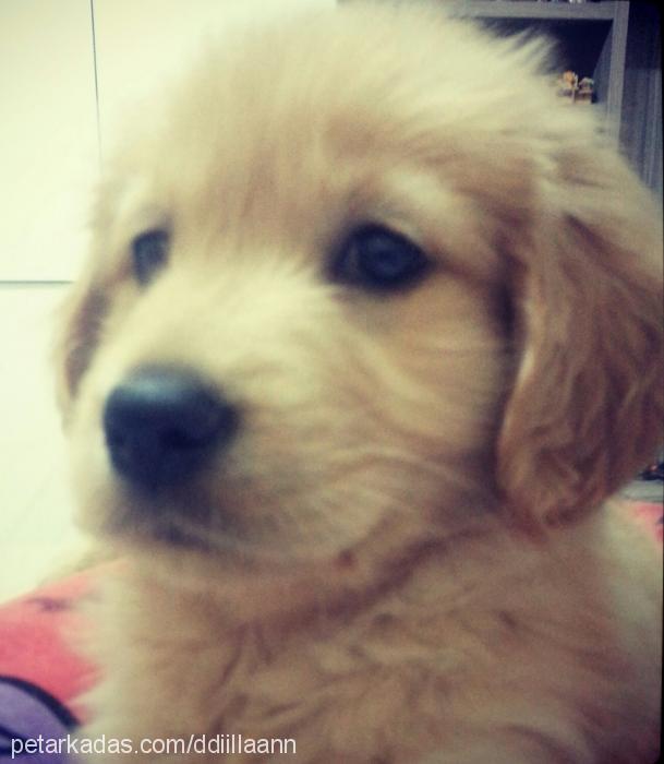 Çakil Dişi Golden Retriever