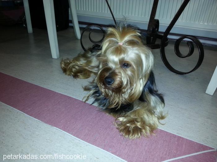 badem Erkek Yorkshire Terrier