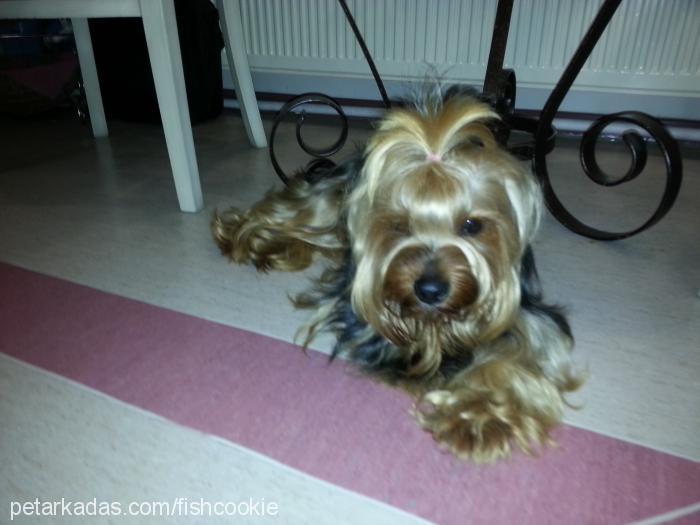 badem Erkek Yorkshire Terrier