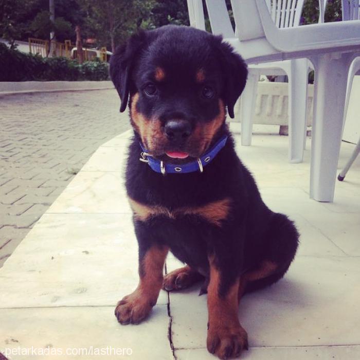 atom Erkek Rottweiler