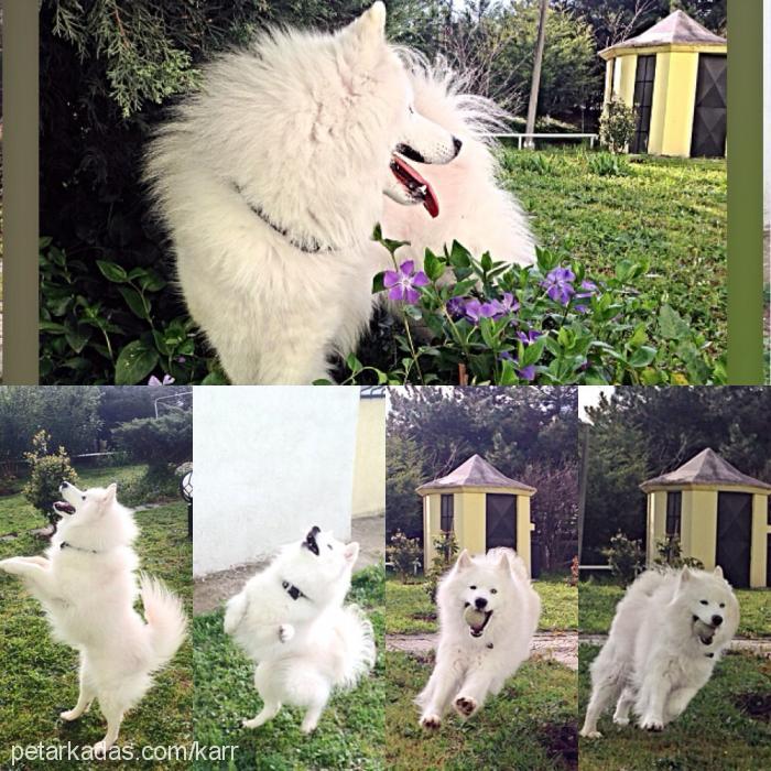 kar Erkek Samoyed