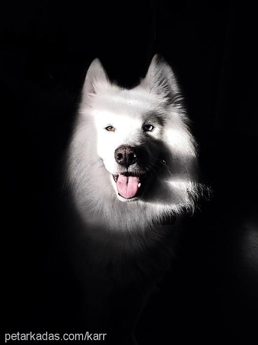 kar Erkek Samoyed