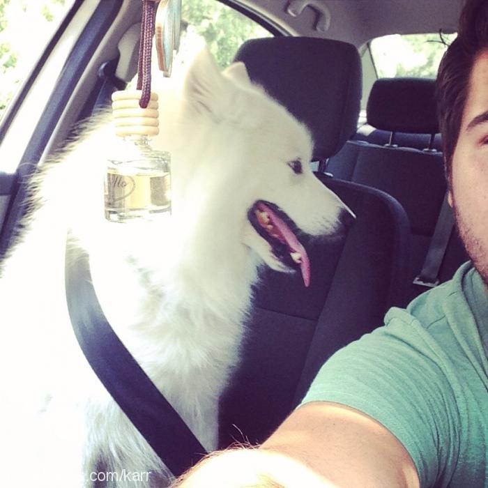 kar Erkek Samoyed