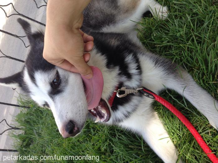 luna Dişi Sibirya Kurdu (Husky)