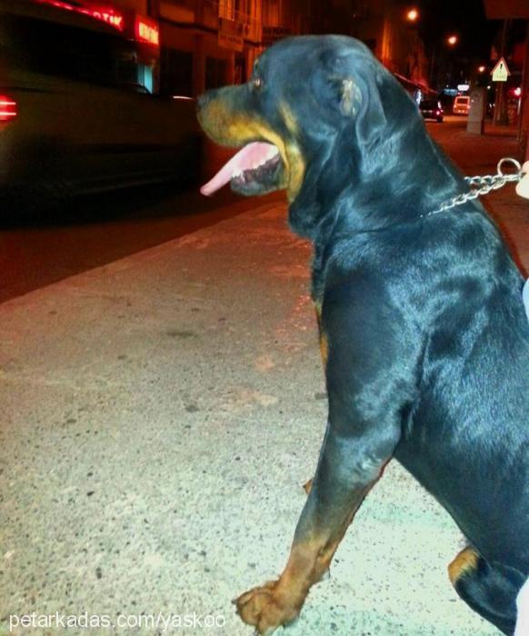 max Erkek Rottweiler